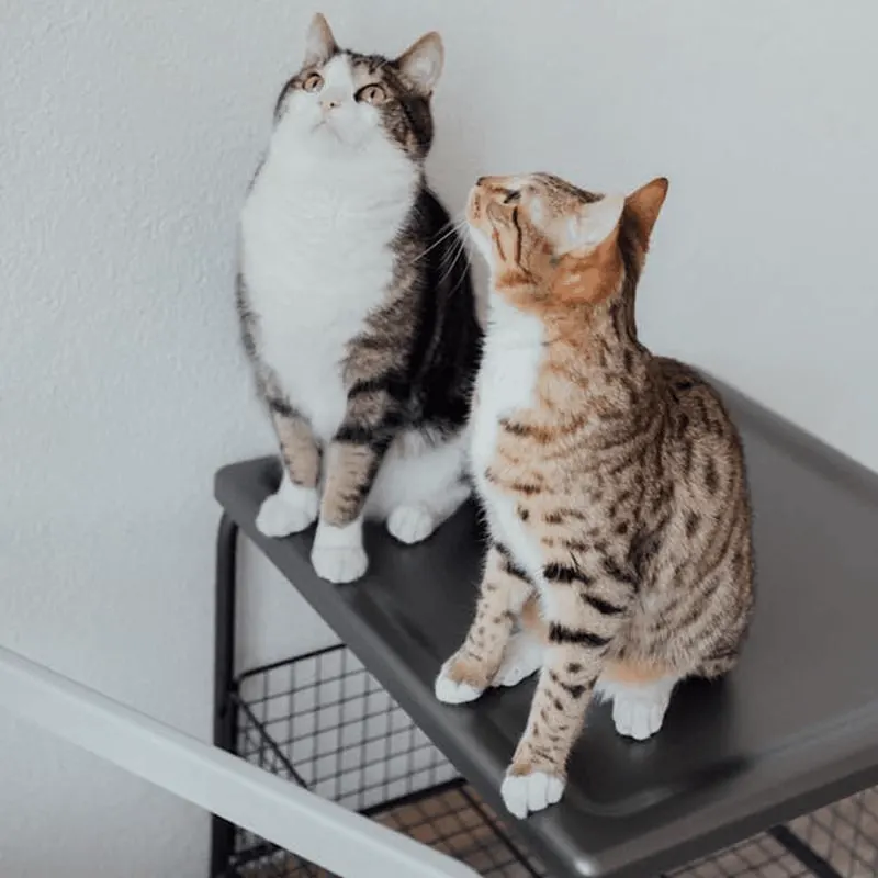 A pet relocation checklist