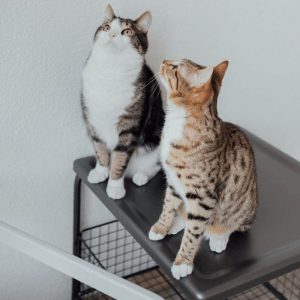 Pet relocation checklist preparation with crate, passport, and suitcase for UAE relocation.