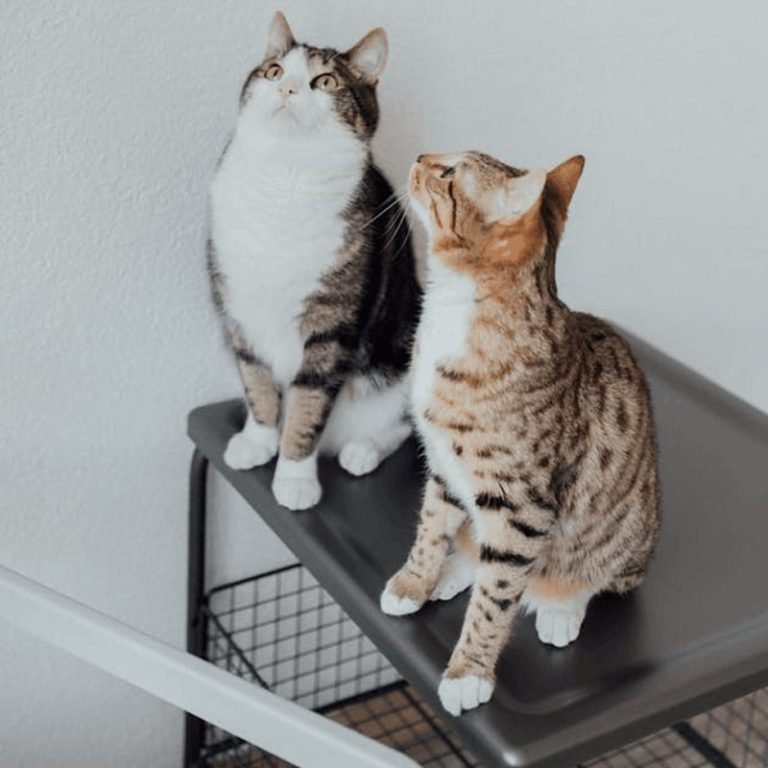 Pet relocation checklist preparation with crate, passport, and suitcase for UAE relocation.