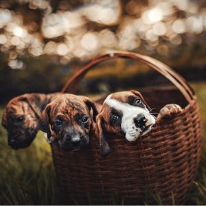 Lost a Pet in the UAE